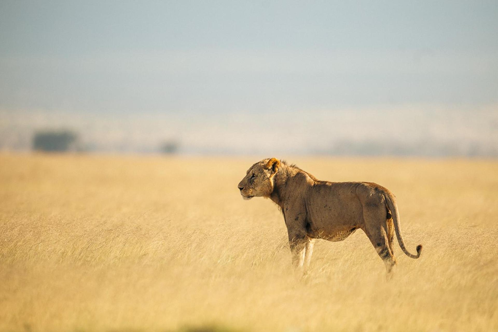 Amboseli Glass House Oloitokitok Zewnętrze zdjęcie