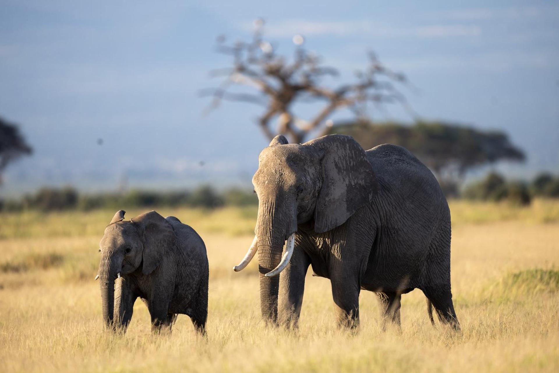 Amboseli Glass House Oloitokitok Zewnętrze zdjęcie
