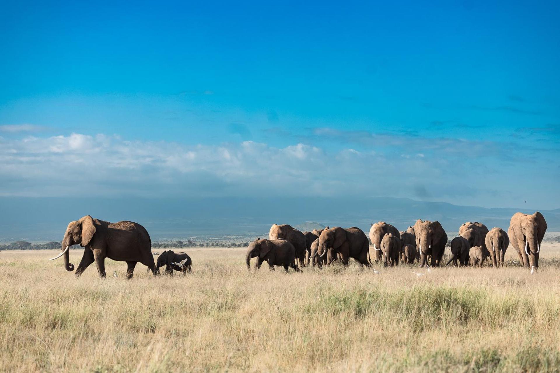 Amboseli Glass House Oloitokitok Zewnętrze zdjęcie