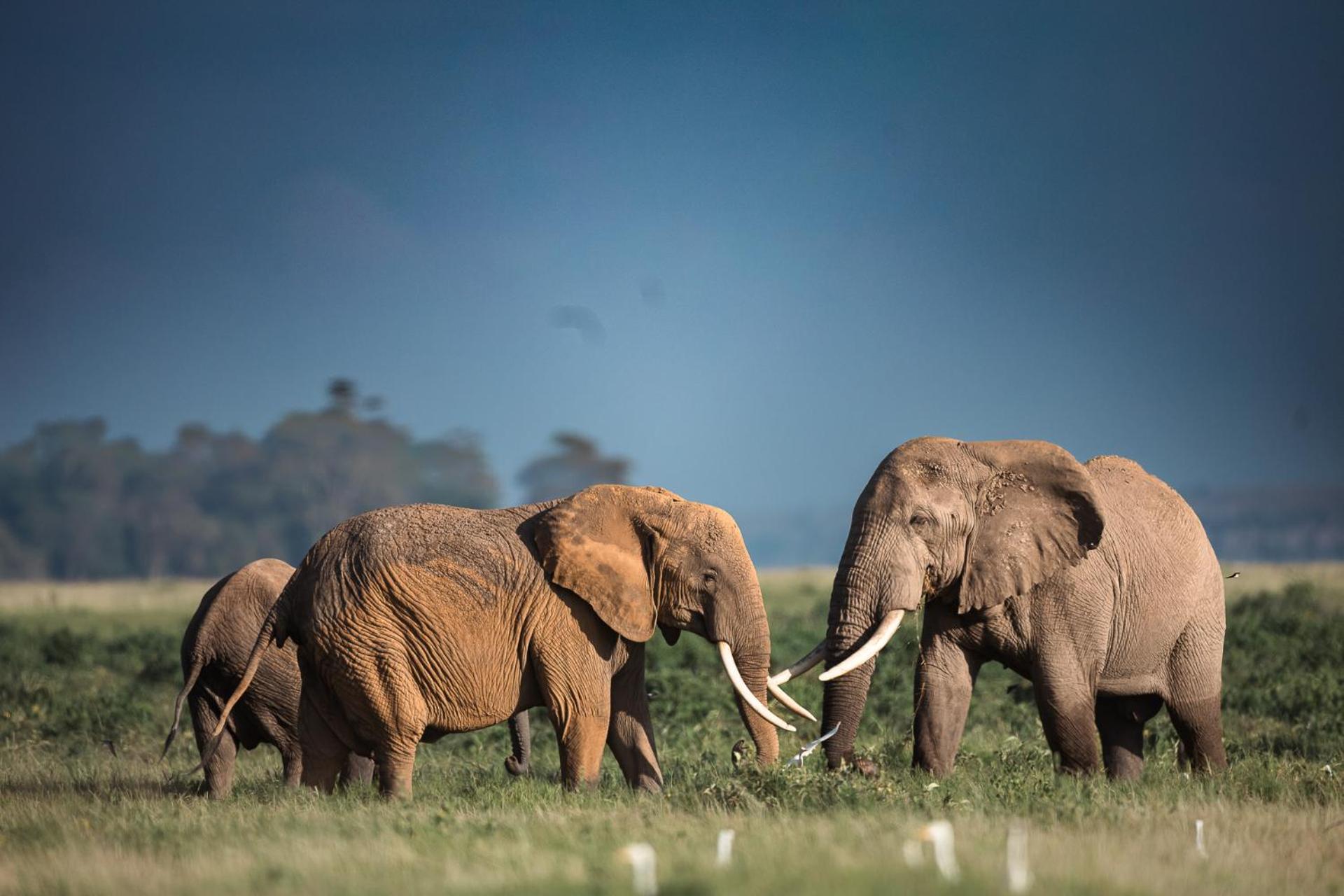 Amboseli Glass House Oloitokitok Zewnętrze zdjęcie