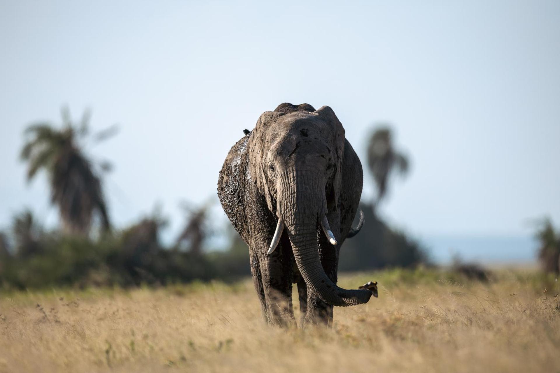 Amboseli Glass House Oloitokitok Zewnętrze zdjęcie