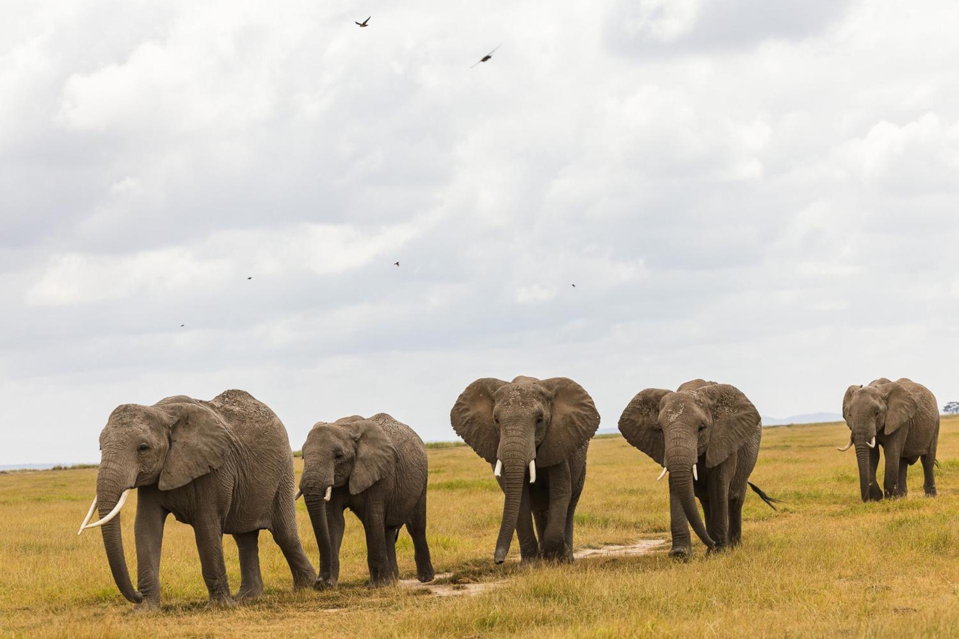 Amboseli Glass House Oloitokitok Zewnętrze zdjęcie